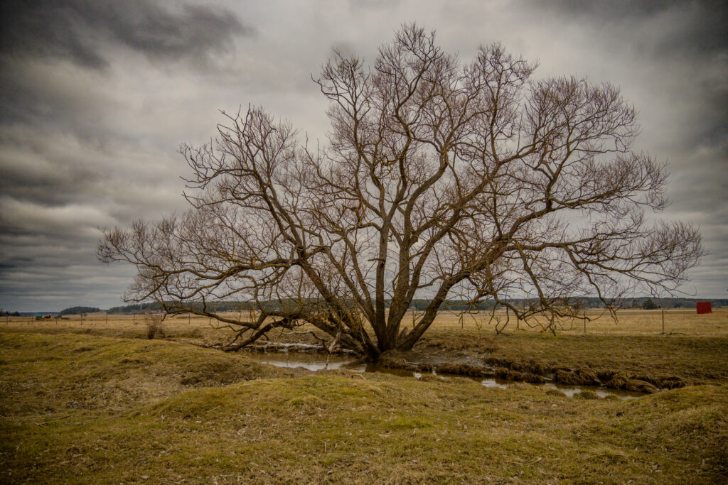 Enfaldigt träd vid Vånsjöbroåsen med grenar som sträcker sig mot en molnig himmel, återspeglar den isolerade skönheten i landskapet utanför Enköping.