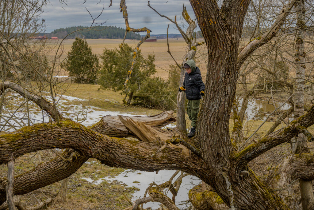 Pojke står på en tjock trädgren på Vånsjöbroåsen och blickar ut över det omgivande landskapet.