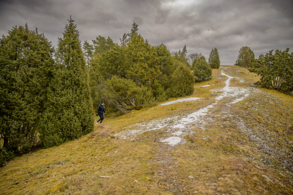 En snöfläckad stig som leder uppåt på Vånsjöbroåsen med barrträd på sidorna.